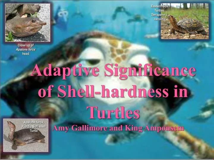 adaptive significance of shell hardness in turtles by amy gallimore and king amponsem