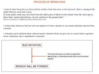 PROCESS OF BRANCHING