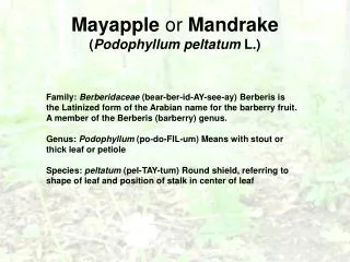 Mayapple or Mandrake ( Podophyllum peltatum L.)