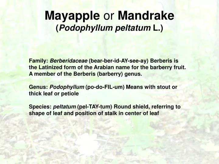 mayapple or mandrake podophyllum peltatum l