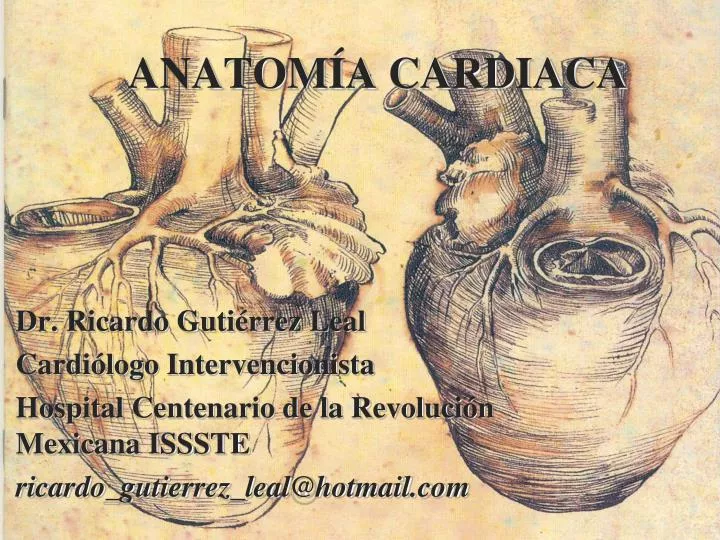 anatom a cardiaca
