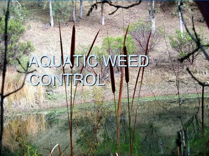aquatic weed control
