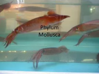 Phylum Mollusca