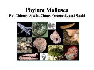 Phylum Mollusca Ex: Chitons, Snails, Clams, Octopods, and Squid