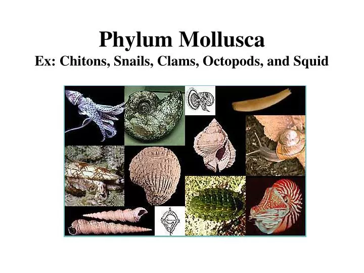 phylum mollusca ex chitons snails clams octopods and squid