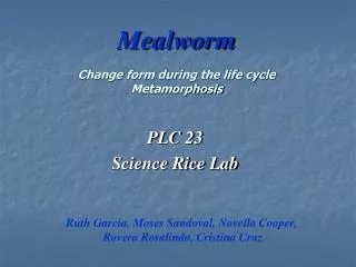 Mealworm Change form during the life cycle Metamorphosis