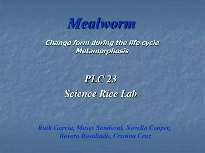 mealworm change form during the life cycle metamorphosis