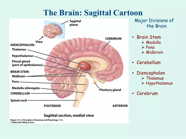 the brain sagittal cartoon