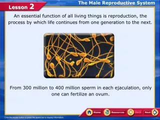 the male reproductive system