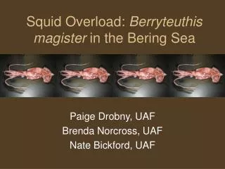Squid Overload: Berryteuthis magister in the Bering Sea