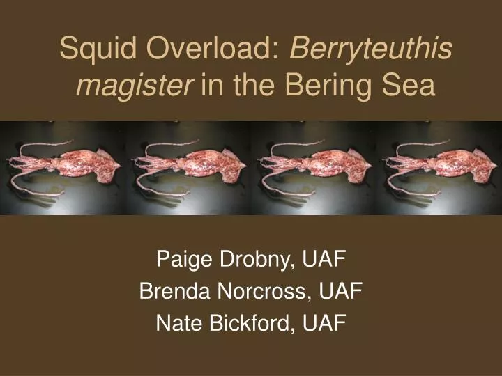 squid overload berryteuthis magister in the bering sea