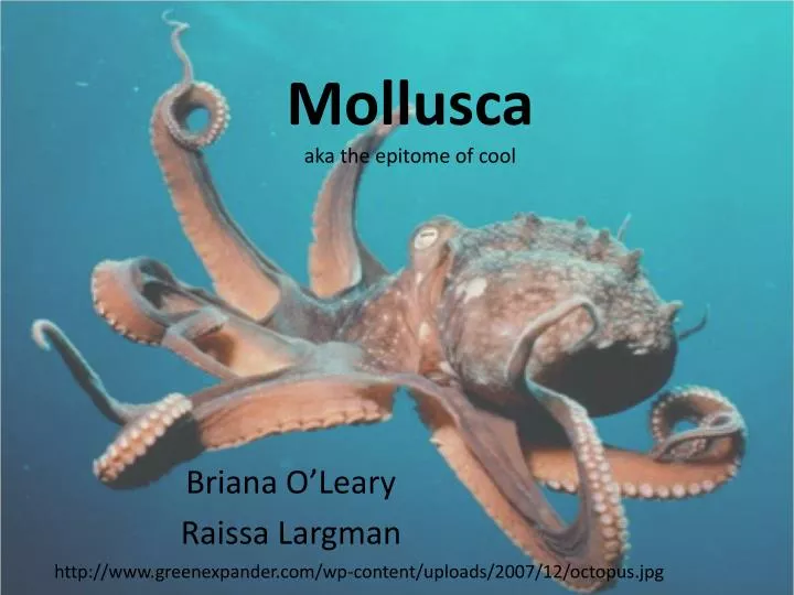 mollusca aka the epitome of cool