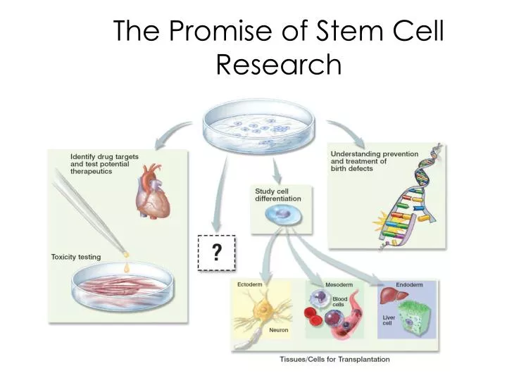 the promise of stem cell research