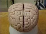 Frontal lobe - slide 1