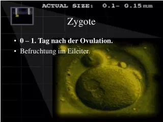 zygote