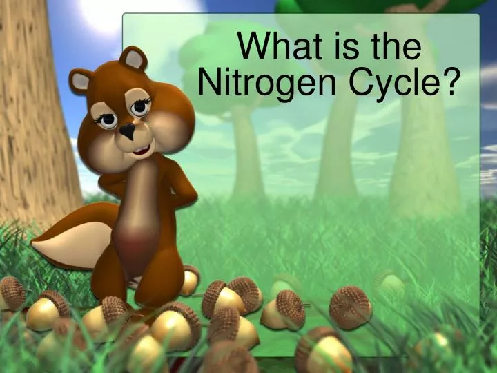 what is the nitrogen cycle