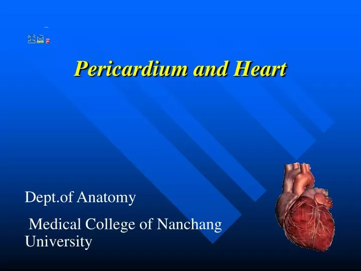 pericardium and heart