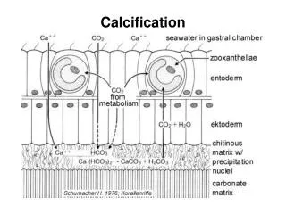 Calcification