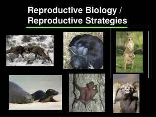 Reproductive Biology / Reproductive Strategies