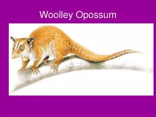 Woolley Opossum
