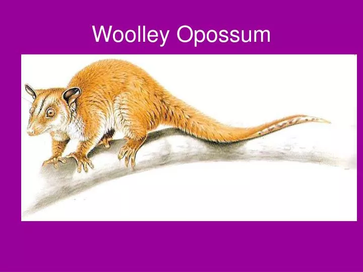 woolley opossum