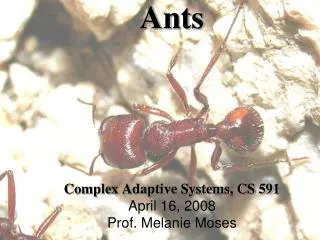 Ants Complex Adaptive Systems, CS 591 April 16, 2008 Prof. Melanie Moses