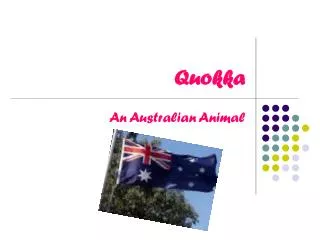 Quokka