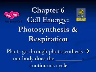 Chapter 6 Cell Energy: Photosynthesis &amp; Respiration