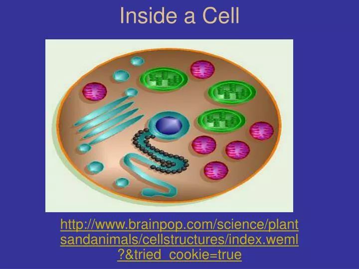 inside a cell