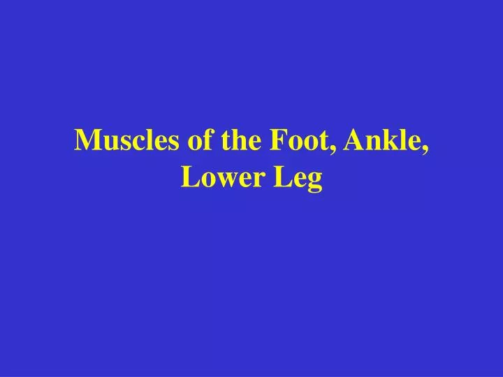 muscles of the foot ankle lower leg