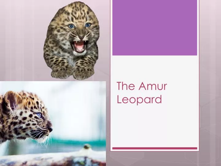 the amur leopard