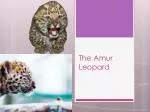 The Amur Leopard - slide 1