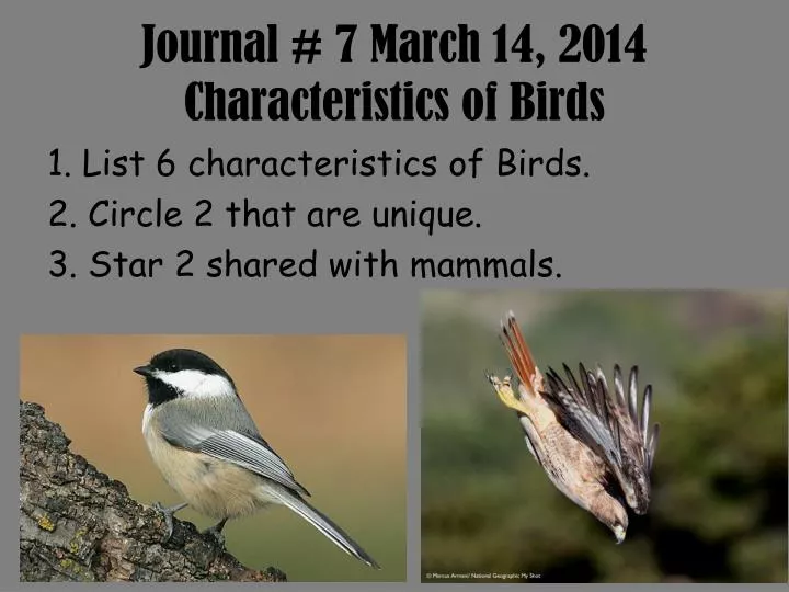journal 7 march 14 2014 characteristics of birds