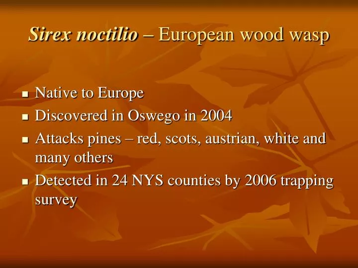sirex noctilio european wood wasp