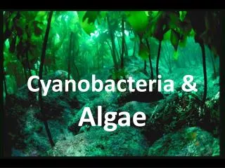 Cyanobacteria &amp; Algae