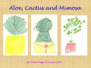 Aloe, Cactus and Mimosa