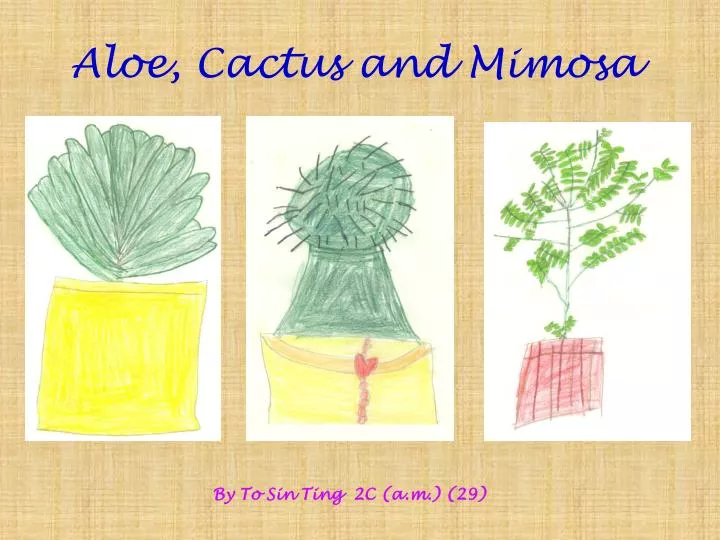 aloe cactus and mimosa
