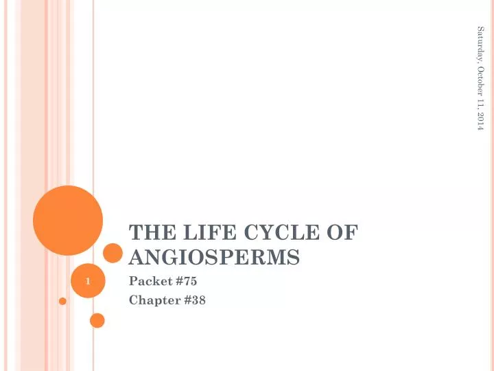 the life cycle of angiosperms