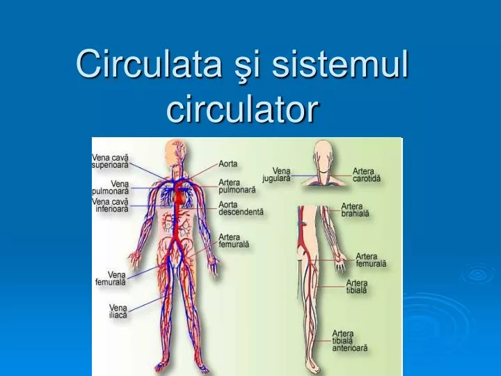 circula ta i sistemul circulator