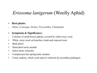 Eriosoma lanigerum (Woolly Aphid)