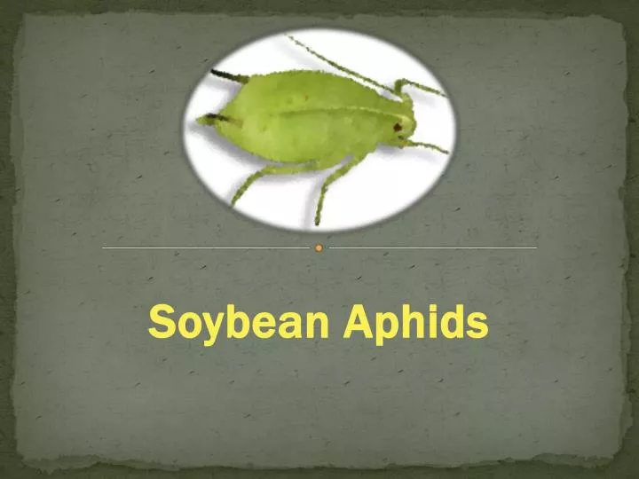 soybean aphids