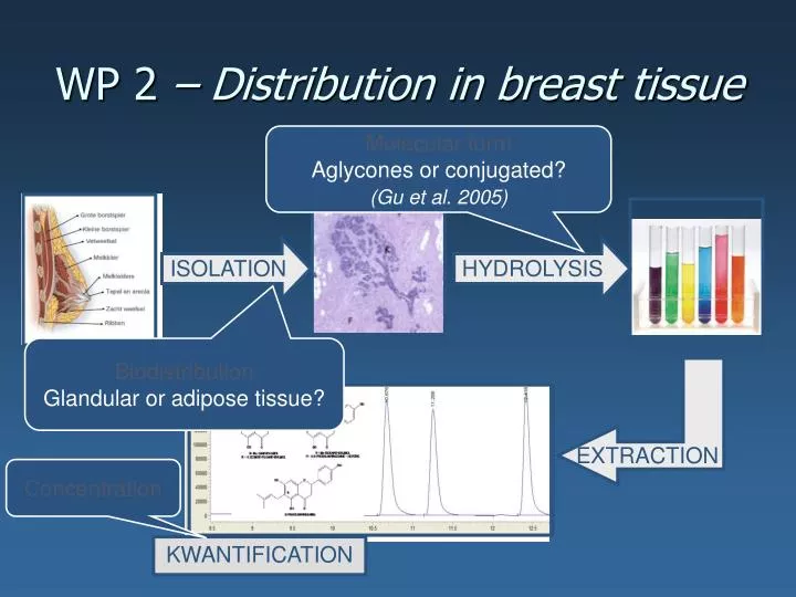 wp 2 distribution in breast tissue