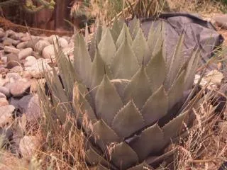 Desert Agave Agave deserti