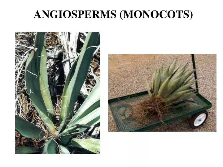 angiosperms monocots
