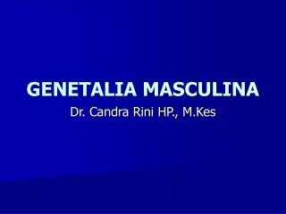 genetalia masculina