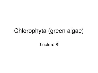 Chlorophyta (green algae)