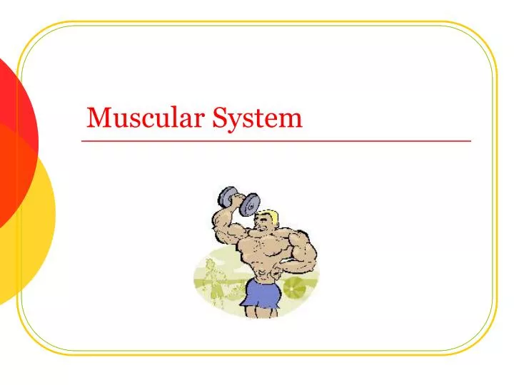 muscular system