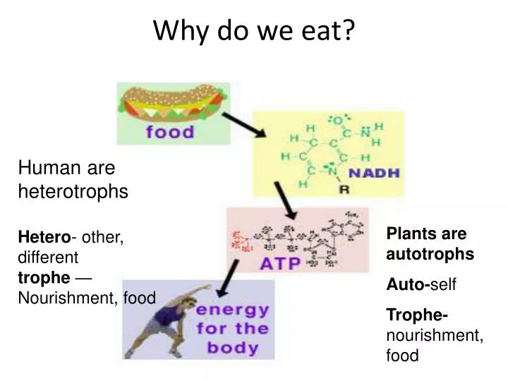 why do we eat