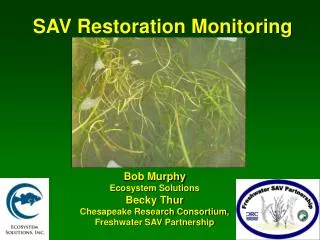 SAV Restoration Monitoring