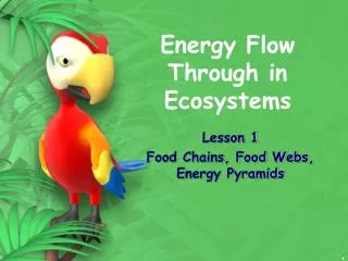 Energy Flow Through in Ecosystems